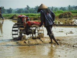 Kepala Desa di Jember Dipolisikan Akibat Tarik Bantuan Traktor dan Sapi Hibah dari Petani