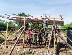 Respon Cepat, Babinsa Koramil Kobalima Bantu Dirikan Rumah Warga Binaannya