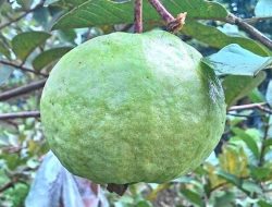 Korupsi Bibit Jambu Kristal di Palangka Raya Rugikan Negara Rp 558 Juta