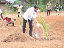 Kementan: Program Penanaman Kelapa Genjah Perkuat Perekonomian Nasional