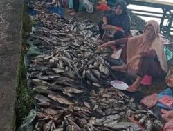 Fenomena Ikan Mabuk di Danau Ranau, Masyarakat Berbondong-bondong Panen hingga Ratusan Kilogram