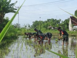 Sukseskan Ketahanan Pangan Wilayah, Kasdim Klungkung Tanam Padi Bersama