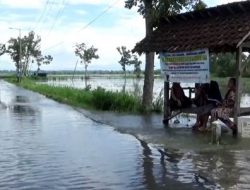 Ratusan Hektare Lahan Pertanian di Lumajang Terendam Banjir, Petani Terancam Gagal Panen
