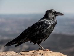 Penyelundupan 51 Ekor Burung Gagak ke Pulau Jawa Digagalkan Polisi, Diduga untuk Ritual Mistis Paranormal