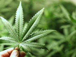 Polisi Bongkar Modus Peredaran Susu Ganja di Jakpus