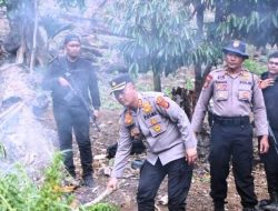 32 Hektare Ladang Ganja di Nagan Raya Dimusnahkan Polisi