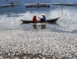 Ikan Rinuak Langka Akibat Air Danau Maninjau di Agam Tercemar