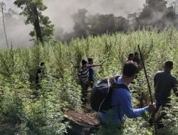 Hendak Tinjau Tempat Latihan, Prajurit TNI di Aceh Malah Temukan 8,9 Hektar Ladang Ganja