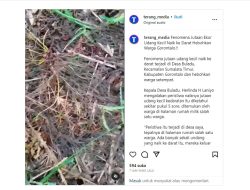 Aneh, Fenomena Jutaan Udang Naik ke Daratan di Gorontalo