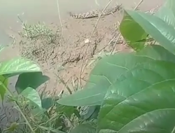 Diduga Terseret Arus, Kemunculan Buaya di Sungai Cidurian Gegerkan Warga Bogor