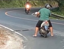 Ular Kobra Nyebrang Jalan Bikin Macet, Pengendara Ketakutan