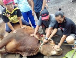 Sudah Disembelih, Sapi Kurban di Depok Kembali Berdiri Saat Dengar Lantunan Takbir