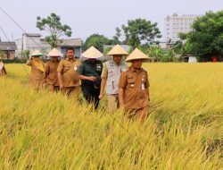 Panen Raya Padi di Momen HUT RI, Pj: Insya Allah Bisa Lebih Maksimal dan Mencukupi Stok Pangan