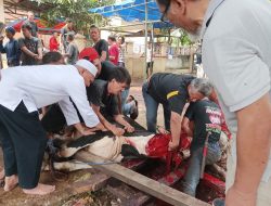 Idul Adha, DKM Ar-Rahman BMR Cikokol Salurkan 9 Sapi dan 34 Kambing