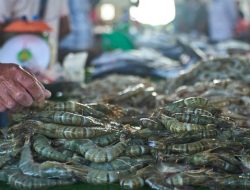 Udang RI Ditolak Masuk AS, FDA Temukan Kontaminasi Radioaktif Cesium-137