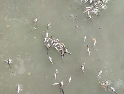 DLH Tangerang Larang Warga Konsumsi Ikan Cisadane, Diduga Tercemar Limbah Pestisida