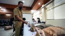 Kendalikan Populasi Kucing, Sudin KPKP Jakbar dan Polri Gelar Sterilisasi Massal di Palmerah