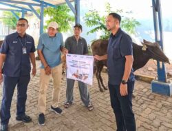 Melalui Program CSR Pelindo Regional 2 Sunda Kelapa Salurkan 6 Sapi Hewan Qurban