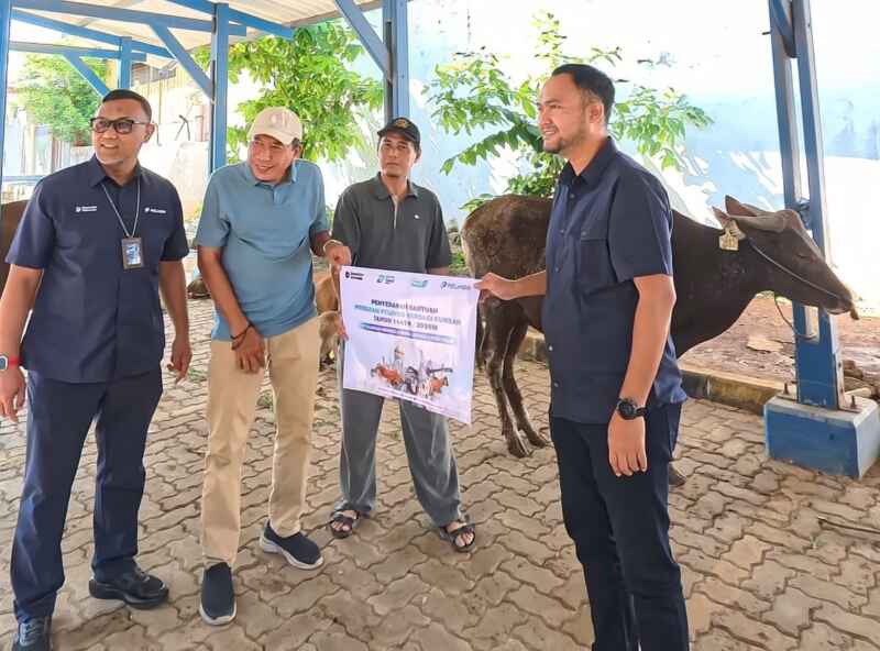 Melalui Program CSR Pelindo Regional 2 Sunda Kelapa Salurkan 6 Sapi Hewan Qurban