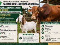 Jalan Rusak Disuruh Sabar, Sapi Kurban Malah Meluncur Lancar Rp387 Juta