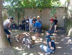 LAPBAS Indonesia Gelar Kurban Sapi, Pererat Silaturahmi di Idul Adha 1447 H