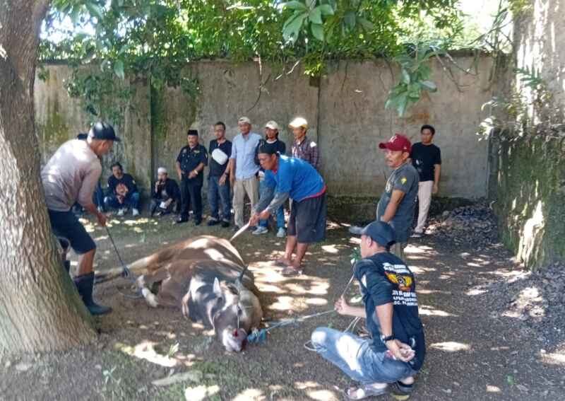 LAPBAS Indonesia Gelar Kurban Sapi, Pererat Silaturahmi di Idul Adha 1447 H