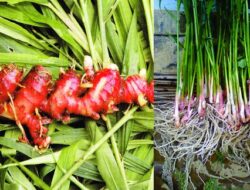 Manfaat Jahe Merah dalam Kehidupan Sehari-hari: Rempah Tradisional yang Kaya Khasiat